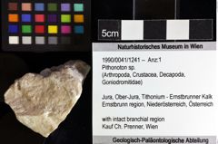 Foto (Objket + Etiketten) von Pithonoton sp. 